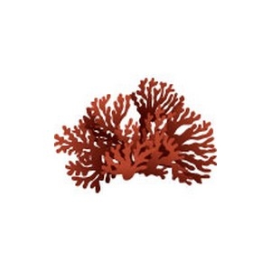 Gorgonian Coral